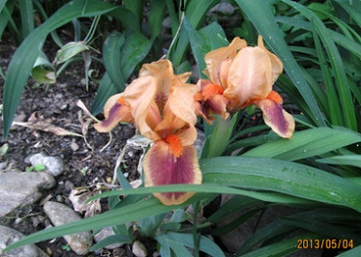 IMG_2262_small.jpg