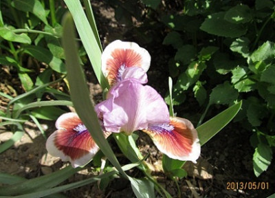 IMG_2254_small.JPG