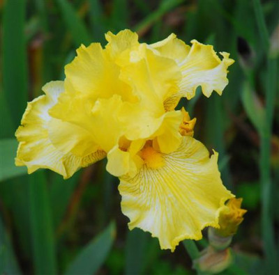 C7241a_Small.jpg