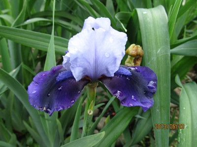 IMG_2353_small.jpg