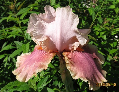 IMG_2318_small.jpg