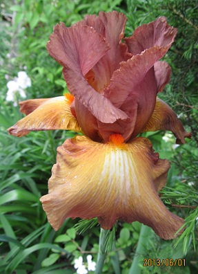 IMG_2424_small.jpg
