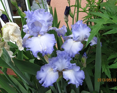 IMG_2316_small.jpg