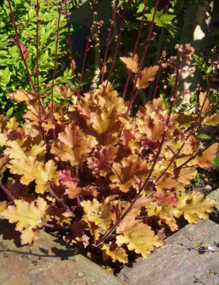 Heuchera-Marmelade.13-1.jpg