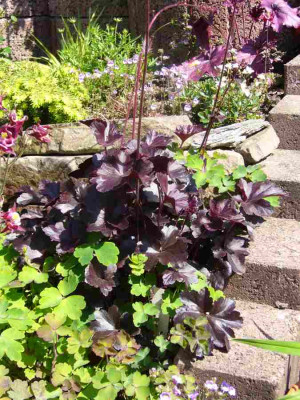 Heuchera-Obsidian.13-1.jpg