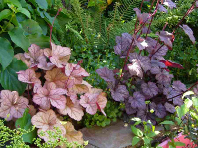 Heuchera-PinotGris-Regina.13-1.jpg