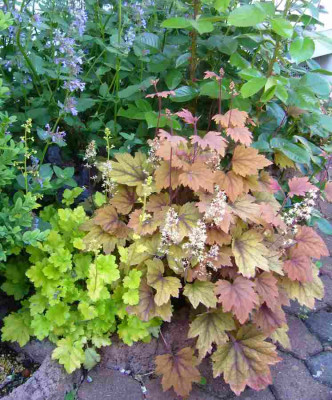 Heuchera-LimeMarmelade-SweetTea.13-1.jpg
