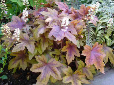 Heucherella-BrassLatern.13-1.jpg
