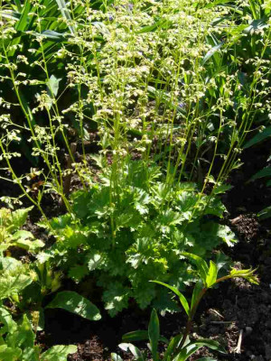 Heuchera-AppleCrisp.13-1.jpg