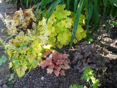 Heuchera-Heucherella.13-1.jpg