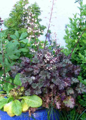 Heuchera-CafeOle.13-1.jpg