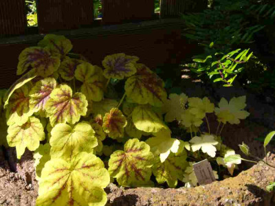 Heucherella-SolarEcliose-GoldenZebra.13-1.jpg