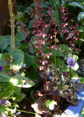 Heuchera-PetitPearlFairy.13-1.jpg