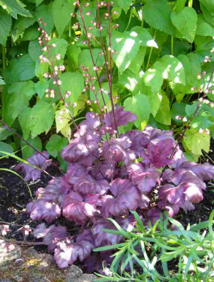 Heuchera-PlumPudding.13-1.jpg