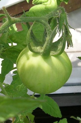Tomate_Schimmeig_Creg.jpg