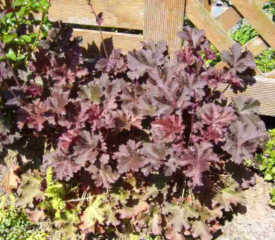 Heuchera-PurplePetticoats.13-1.jpg