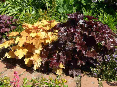 Heuchera-PlumPudding-Caramel-PalacePurple.13-1.jpg