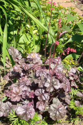 Heuchera-Hollywood.13-1.jpg