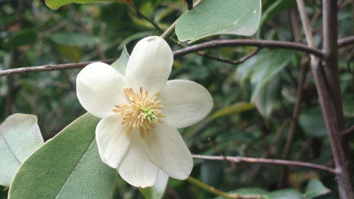 2013-06-01-1640Magnolia_laevifolia.jpg