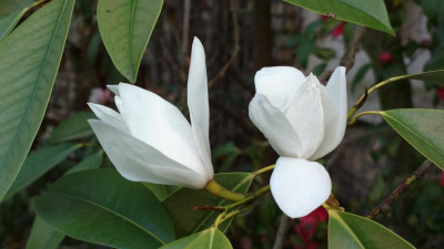 2013-05-06-0632Magnolia_maudiae.jpg