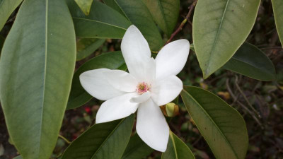 2013-05-06-0646Magnolia_maudiae.jpg