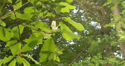2013-06-01-1631Magnolia_fraseri_ssp.pyramidata.jpg