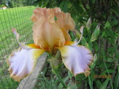 IMG_2421_small.jpg