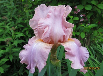 IMG_2416_small.jpg