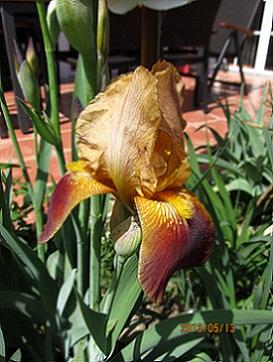 IMG_2299_small_.jpg