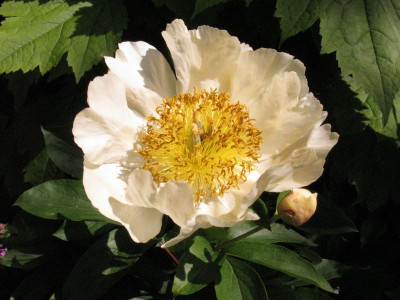 Paeonia_Claire_de_Lune_pur.jpg