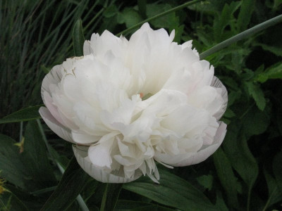 Paeonia_officinalis_Alba_Plena_pur.jpg