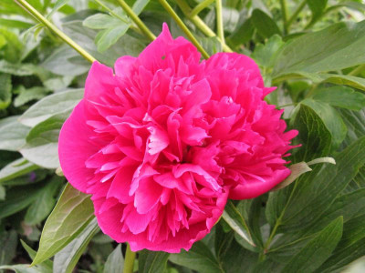 Paeonia_officinalis_Rosea_Plena_pur.jpg