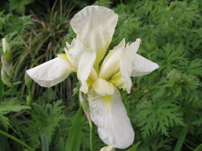 alte_Garteniris_pur.jpg