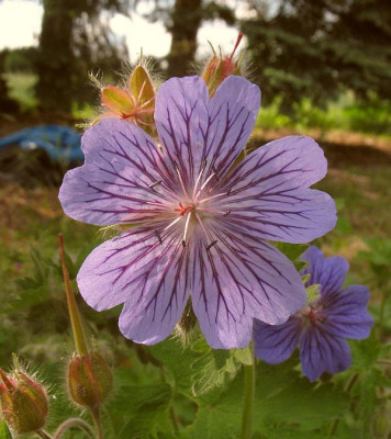 IMG_8016_Geranium_ibericum_Samling_1.jpg