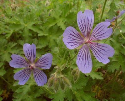 IMG_8016_Geranium_ibericum_Samling_2.jpg