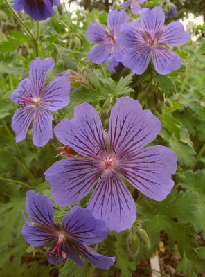IMG_8016_Geranium_ibericum_Samling_3.jpg
