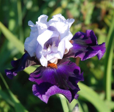 C7259a_Small.jpg
