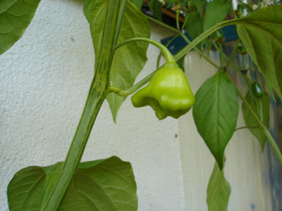 rocotillo1.jpg