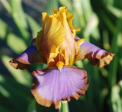 C7261a_Small.jpg