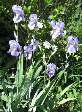 IMG_2305_small.JPG