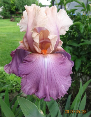 IMG_2393_small.JPG