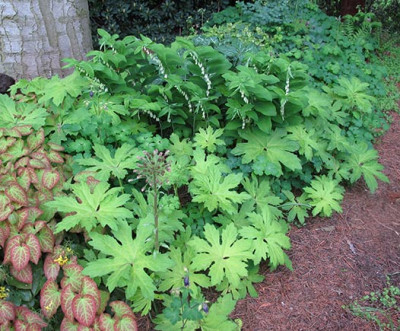 pest_golden_palms.jpg