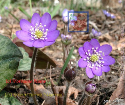03190019_estamptestHepatica_nobilis_var_marmorata.JPG