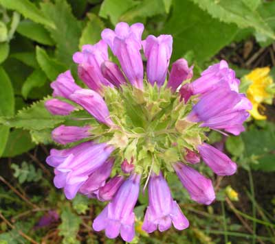 Penstemon_serrulatus4.jpg