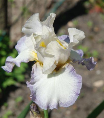 C7292a_Small.jpg