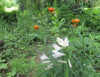 BG_Lilium_carniolicum_2013-06-05.jpg