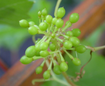 wein.jpg
