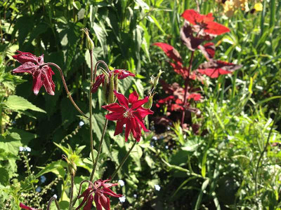 akelei_rote-clematis_20130605_zg.jpg
