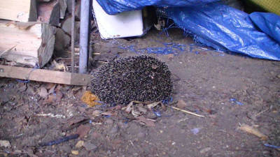 Igel2013.JPG