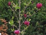 Magnolia_Genie_04_2013klein.JPG